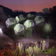 Illustration for article titled Light transforms trees into floating geometric structures